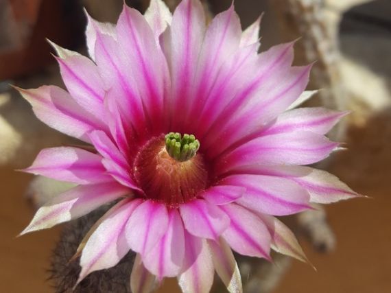 2016 legszebben virágzó kaktuszai