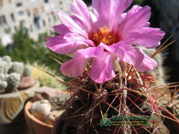 Thelocactus bicolor, avagy a kettősszínű trombitakaktusz