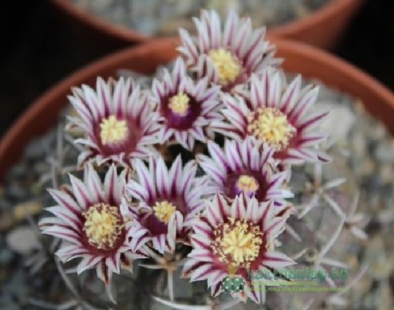 Hogyan alakultak ki a kaktuszok?