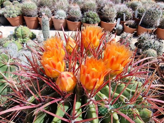 Ferocactus átültetése