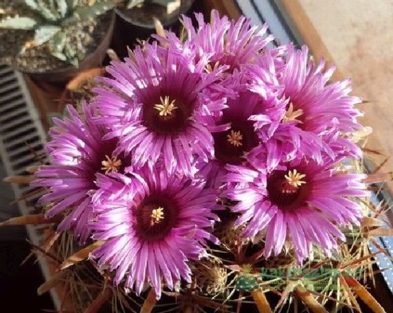 Ismerkedés a hőségimádó Ferocactusokkal: fajok, virágzás és személyes tapasztalataim