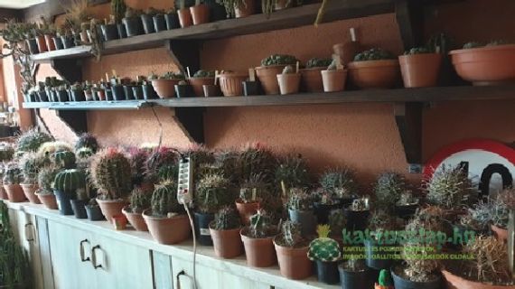 1500 kaktusz és egy pince: a nagy őszi hadművelet - bepakolás lépésről lépésre