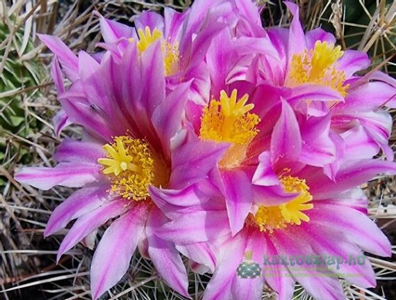 2023 legszebben virágói cserépben és sziklakertben