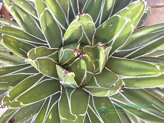 Agave victoriae-reginae - az agavék királynője