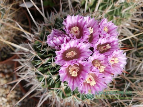 Hogyan fogjuk meg a kaktuszt? – Praktikus tippek szúrós növényeinkhez