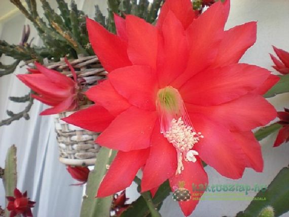 2010 legszebben virágzó kaktuszai