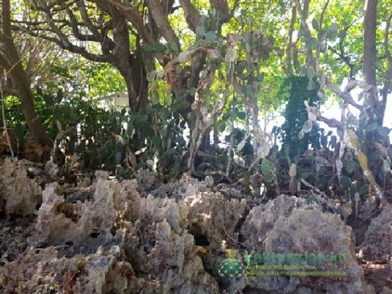 Még Balin is voltak kaktuszok!