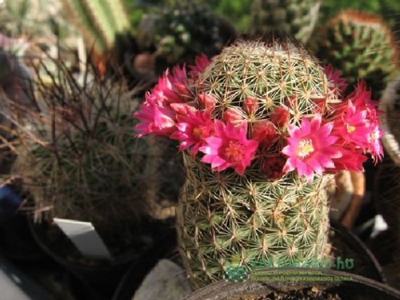 Kaktuszok tavaszi ápolásáról röviden