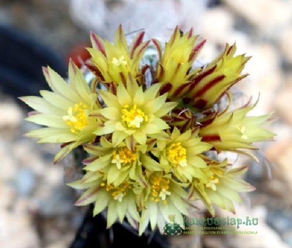 Kaktuszhumor - viccek a tövisek világából