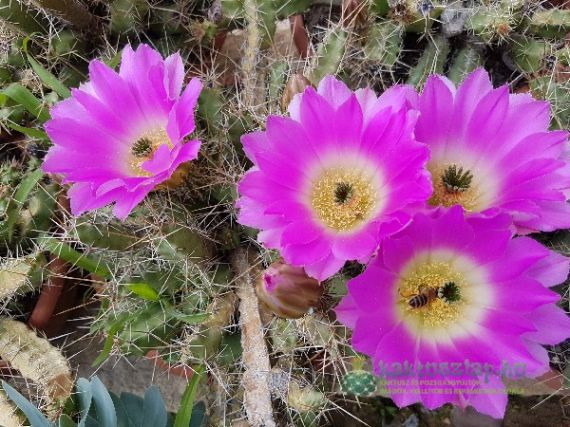 Kaktuszok „keresztapjai” I. - kaktuszrendszertan kialakulása