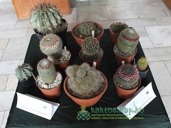 XIX. kaktuszkiállítás Szatmárnémetiben