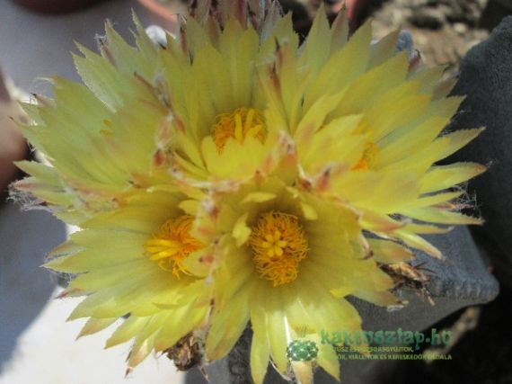 Astrophytum myriostigma