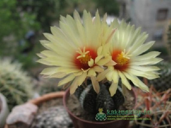 Kaktuszok ültetése pontról pontra