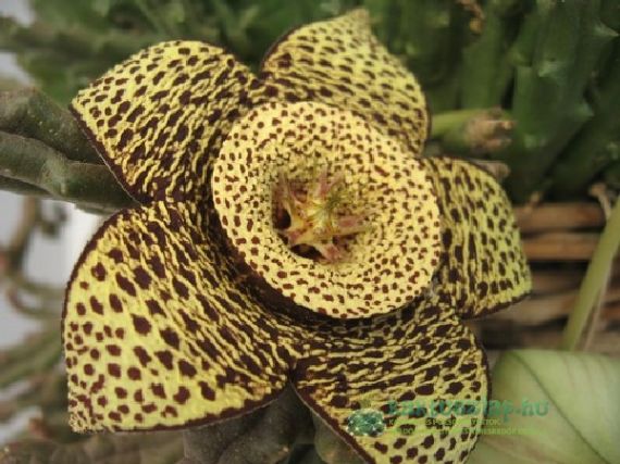 A megtévesztő pajzstetvek