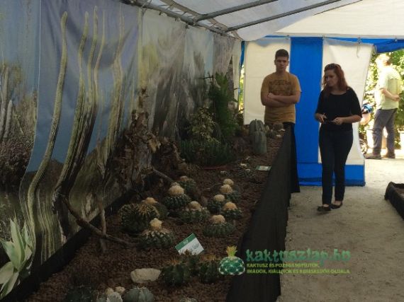 Két őszi kaktuszkiállítás