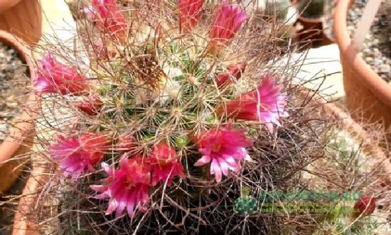 Kaktuszok szülőföldjei: fajok és élőhelyeik Amerikában