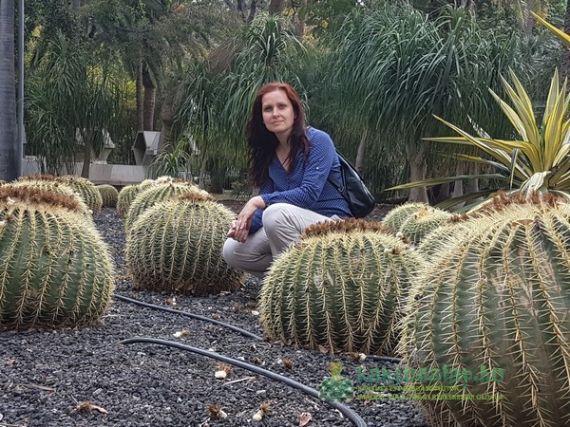 Tenerife, az euphorbiák paradicsoma