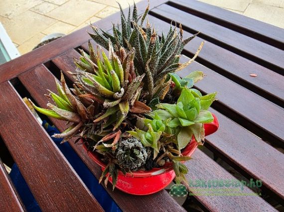 Kompozíciót készítettem