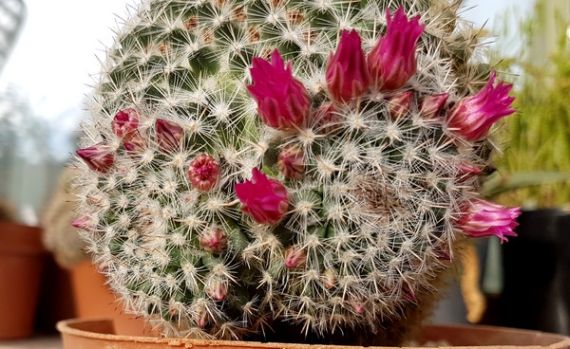 Élni akaró kaktuszok