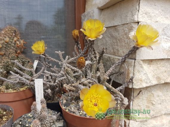 Pterocactus tuberosus, a túlélő