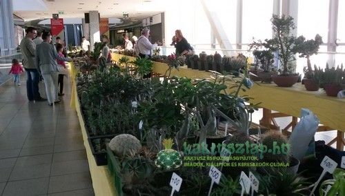 Nyíregyházi kiállítás 2014 - másodszor az évben