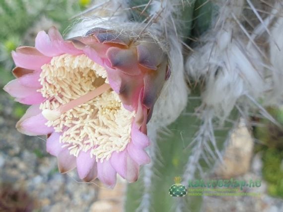 Pilosocereus leucocephalus - a csodás, de bűzös virágú