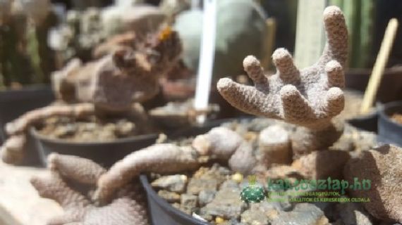 Puna clavarioides, avagy a halott ember keze