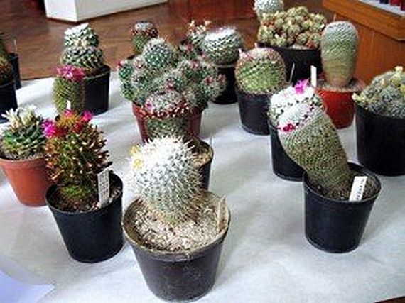 Kaktuszcsodák Szatmárnémetiben (2010)