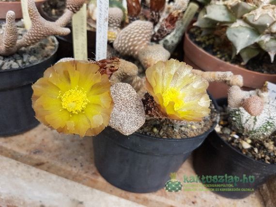 Mikor mivel permetezzünk?