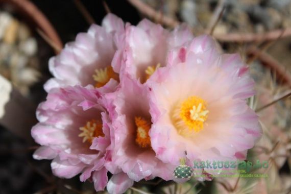 2015 legszebben virágzói