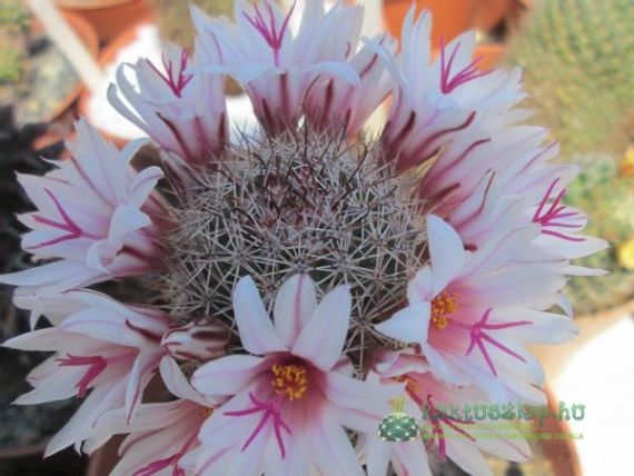 2013 legszebben virágzói - Latis-gyűjtemény