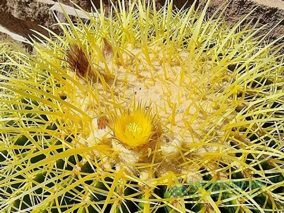 2024 legszebben virágzó kaktuszai