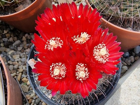 Szaporítás sarjakkal