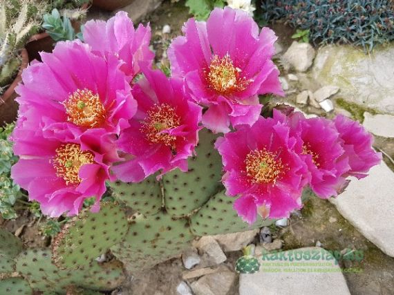 Fagytűrés felsőfokon