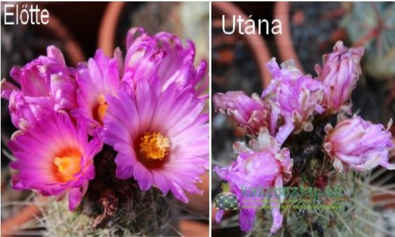 Félelmetes jégeső és vihar pocsékolta meg a kaktuszokat