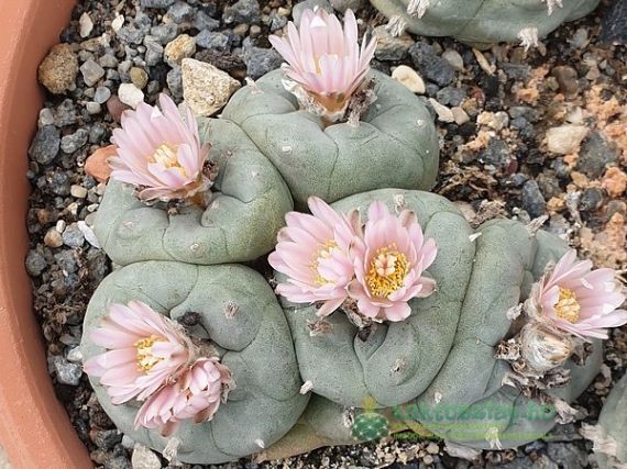 Peyote, a misztikus kaktusz