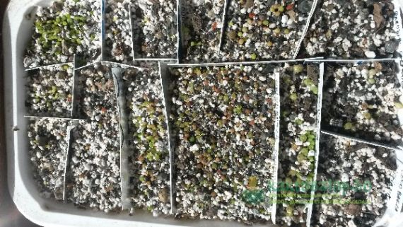 Első magvetésem tapasztalatai